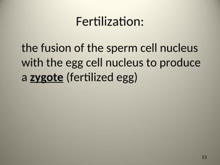 Fertilization:
the fusion of the sperm cell nucleus
with the egg cell nucleus to produce
a zygote (fertilized egg)
53
 