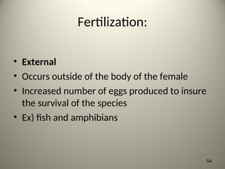 Fertilization:
• External
• Occurs outside of the body of the female
• Increased number of eggs produced to insure
the survival of the species
• Ex) fish and amphibians
54
 