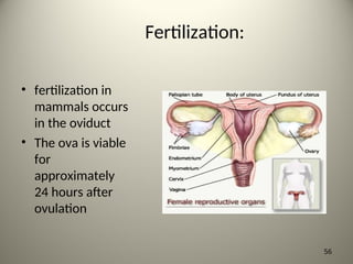 Fertilization:
• fertilization in
mammals occurs
in the oviduct
• The ova is viable
for
approximately
24 hours after
ovulation
56
 