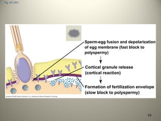 Fig. 47-UN1
Sperm-egg fusion and depolarization
of egg membrane (fast block to
polyspermy)
Cortical granule release
(cortical reaction)
Formation of fertilization envelope
(slow block to polyspermy)
59
 