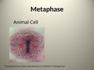 Metaphase
Animal Cell
Photographs from: http://www.bioweb.uncc.edu/biol1110/Stages.htm 6
 