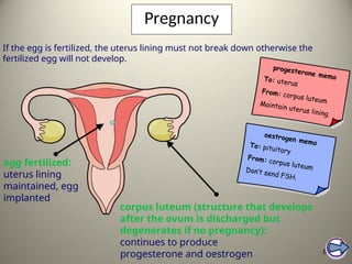 Pregnancy
60
If the egg is fertilized, the uterus lining must not break down otherwise the
fertilized egg will not develop.
corpus luteum (structure that develops
after the ovum is discharged but
degenerates if no pregnancy):
continues to produce
progesterone and oestrogen
egg fertilized:
uterus lining
maintained, egg
implanted
progesterone memo
To: uterus
From: corpus luteum
Maintain uterus lining.
oestrogen memo
To: pituitary
From: corpus luteum
Don’t send FSH.
 