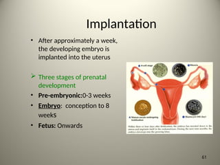 Implantation
• After approximately a week,
the developing embryo is
implanted into the uterus
 Three stages of prenatal
development
• Pre-embryonic:0-3 weeks
• Embryo: conception to 8
weeks
• Fetus: Onwards
61
 