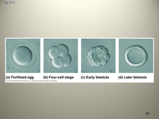 Fig. 47-6
(a) Fertilized egg (b) Four-cell stage (c) Early blastula (d) Later blastula
65
 