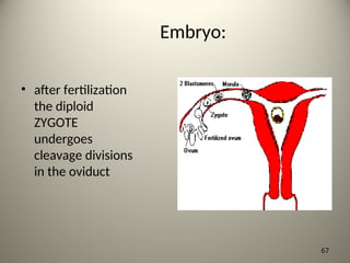 Embryo:
• after fertilization
the diploid
ZYGOTE
undergoes
cleavage divisions
in the oviduct
67
 