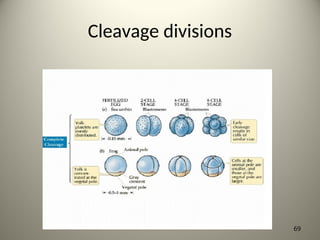 Cleavage divisions
69
 