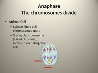Anaphase
The chromosomes divide
• Animal Cell
– Spindle fibers pull
chromosomes apart
– ½ of each chromosome
(called chromotid)
moves to each daughter
cell
7
 