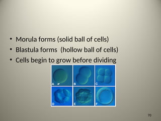 • Morula forms (solid ball of cells)
• Blastula forms (hollow ball of cells)
• Cells begin to grow before dividing
70
 