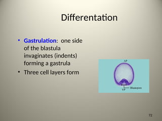 Differentation
• Gastrulation: one side
of the blastula
invaginates (indents)
forming a gastrula
• Three cell layers form
72
 