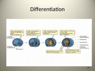 Differentiation
73
 