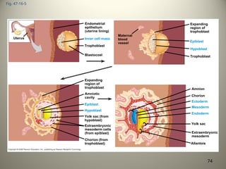 Fig. 47-16-5
Yolk sac
Mesoderm
Amnion
Chorion
Ectoderm
Extraembryonic
mesoderm
Trophoblast
Endoderm
Hypoblast
Expanding
region of
trophoblast
Epiblast
Maternal
blood
vessel
Allantois
Trophoblast
Hypoblast
Endometrial
epithelium
(uterine lining)
Inner cell mass
Blastocoel
Uterus
Epiblast
Amniotic
cavity
Expanding
region of
trophoblast
Yolk sac (from
hypoblast)
Chorion (from
trophoblast)
Extraembryonic
mesoderm cells
(from epiblast)
74
 
