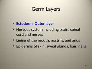 Germ Layers
• Ectoderm Outer layer
• Nervous system including brain, spinal
cord and nerves
• Lining of the mouth, nostrils, and anus
• Epidermis of skin, sweat glands, hair, nails
76
 