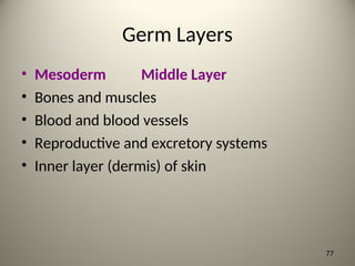 Germ Layers
• Mesoderm Middle Layer
• Bones and muscles
• Blood and blood vessels
• Reproductive and excretory systems
• Inner layer (dermis) of skin
77
 