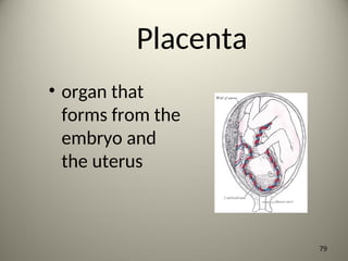 Placenta
• organ that
forms from the
embryo and
the uterus
79
 