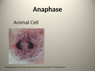 Anaphase
Animal Cell
Photographs from: http://www.bioweb.uncc.edu/biol1110/Stages.htm 8
 