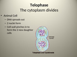 Telophase
The cytoplasm divides
• Animal Cell
– DNA spreads out
– 2 nuclei form
– Cell wall pinches in to
form the 2 new daughter
cells
9
 