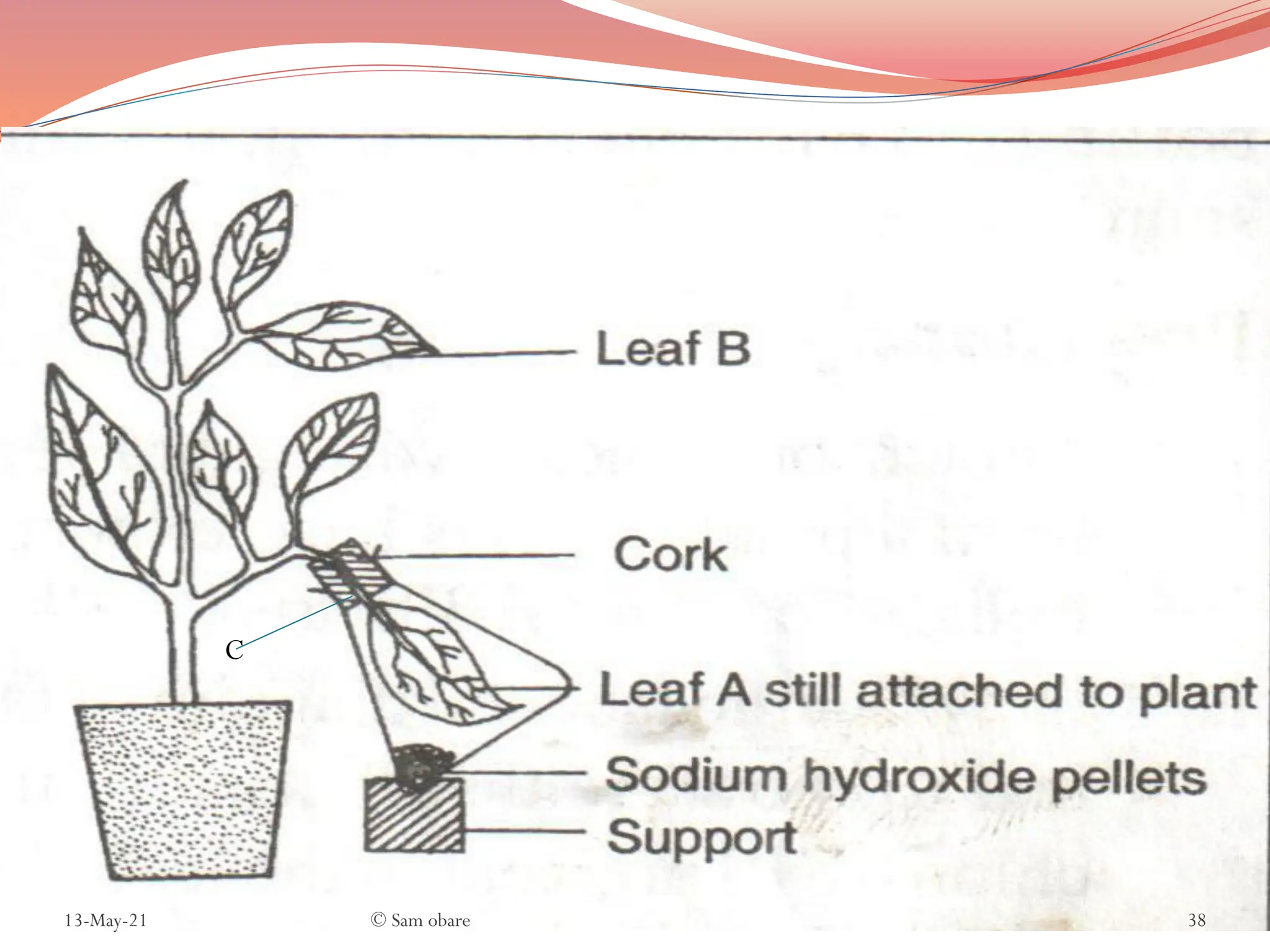 NUTRITION IN PLANTS AND ANIMALS QUESTIONS AND ANSWERS PDF visual data 5