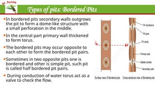 Types of pits: Bordered Pits
In bordered pits secondary walls outgrows
the pit to form a dome-like structure with
a small perforation in the middle.
In the central part primary wall thickened
to form torus.
The bordered pits may occur opposite to
each other to form the bordered pit pairs.
Sometimes in two opposite pits one is
bordered and other is simple pit, such pit
is called half bordered pit pairs.
During conduction of water torus act as a
valve to check the flow.
 