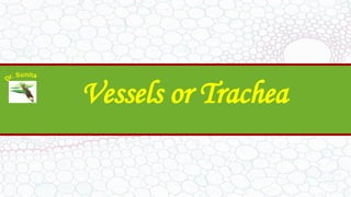 Vessels or Trachea
 
