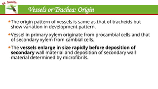 Vessels or Trachea: Origin
The origin pattern of vessels is same as that of tracheids but
show variation in development pattern.
Vessel in primary xylem originate from procambial cells and that
of secondary xylem from cambial cells.
The vessels enlarge in size rapidly before deposition of
secondary wall material and deposition of secondary wall
material determined by microfibrils.
 