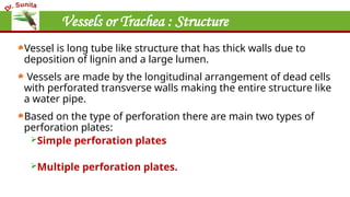 Vessels or Trachea : Structure
Vessel is long tube like structure that has thick walls due to
deposition of lignin and a large lumen.
Vessels are made by the longitudinal arrangement of dead cells
with perforated transverse walls making the entire structure like
a water pipe.
Based on the type of perforation there are main two types of
perforation plates:
Simple perforation plates
Multiple perforation plates.
 
