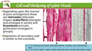 Cell wall thickening of xylem Vessels
Depending upon the manner
of pore arrangement these
are reticulate (reticulate
shape), scalariform (elongate
and arranged in series) and
foraminate (circular
perforation arranged in
groups).
Deposition of secondary wall
is similar to the tracheids.
A. T. S. showing prominent reticulate pitting, vessels, and multiseriate
rays.
B. L. S. of corn stem: xylem vessel elements with annular secondary walls
 