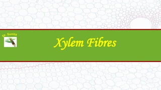 Xylem Fibres
 