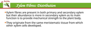 Xylem Fibres: Distribution
Xylem fibres are present in both primary and secondary xylem
but their abundance is more in secondary xylem as its main
function is to provide mechanical strength to the plant body.
They originate from the same meristematic tissue from which
other xylem cells developed.
 