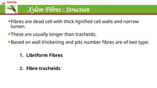 Xylem Fibres : Structure
Fibres are dead cell with thick lignified cell walls and narrow
lumen.
These are usually longer than tracheids.
Based on wall thickening and pits number fibres are of two type:
1. Libriform Fibres
2. Fibre tracheids
 