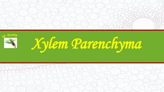 Xylem Parenchyma
 
