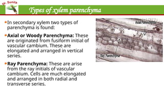 Types of xylem parenchyma
In secondary xylem two types of
parenchyma is found:
Axial or Woody Parenchyma: These
are originated from fusiform initial of
vascular cambium. These are
elongated and arranged in vertical
series.
Ray Parenchyma: These are arise
from the ray initials of vascular
cambium. Cells are much elongated
and arranged in both radial and
transverse series.
 
