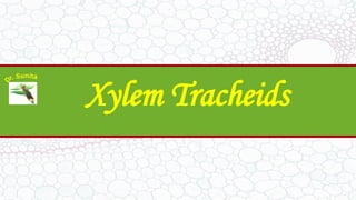 Xylem Tracheids
 