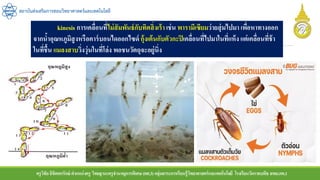 ครูวิชัยลิขิตพรรักษ์ ตาแหน่งครู วิทยฐานะครูชานาญการพิเศษ(คศ.3)กลุ่มสาระการเรียนรู้วิทยาศาสตร์และเทคโนโลยี โรงเรียนวัดราชบพิธ สพม.กท.1
สถาบันส่งเสริมการสอนวิทยาศาสตร์และเทคโนโลยี
kinesis การเคลื่อนที่ไม่สัมพันธ์กับทิศสิ่งเร้า เช่น พารามีเซียมว่ายสุ่มไปมา เพื่อหาทางออก
จากน้าอุณหภูมิสูงหรือคาร์บอนไดออกไซด์ กุ้งเต้นกับตัวกะปิเคลื่อนที่ไปมาในที่แห้ง แต่เคลื่อนที่ช้า
ในที่ชื้น แมลงสาบวิ่งวุ่นในที่โล่ง พอชนวัตถุจะอยู่นิ่ง
 