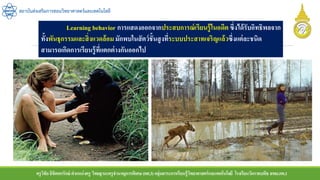 ครูวิชัยลิขิตพรรักษ์ ตาแหน่งครู วิทยฐานะครูชานาญการพิเศษ(คศ.3)กลุ่มสาระการเรียนรู้วิทยาศาสตร์และเทคโนโลยี โรงเรียนวัดราชบพิธ สพม.กท.1
สถาบันส่งเสริมการสอนวิทยาศาสตร์และเทคโนโลยี
Learning behavior การแสดงออกจากประสบการณ์เรียนรู้ในอดีตซึ่งได้รับอิทธิพลจาก
ทั้งพันธุกรรมและสิ่งแวดล้อมมักพบในสัตว์ชั้นสูงที่ระบบประสาทเจริญแล้วซึ่งแต่ละชนิด
สามารถเกิดการเรียนรู้ที่แตกต่างกันออกไป
 