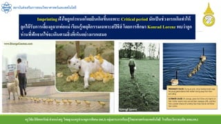 ครูวิชัยลิขิตพรรักษ์ ตาแหน่งครู วิทยฐานะครูชานาญการพิเศษ(คศ.3)กลุ่มสาระการเรียนรู้วิทยาศาสตร์และเทคโนโลยี โรงเรียนวัดราชบพิธ สพม.กท.1
สถาบันส่งเสริมการสอนวิทยาศาสตร์และเทคโนโลยี
Imprinting ฝังใจถูกกาหนดโดยยีนเกิดขึ้นเฉพาะ Critical period มักเป็นช่วงแรกเกิดทาให้
ลูกได้รับการเลี้ยงดูจากพ่อแม่ เรียนรู้พฤติกรรมเฉพาะสปีชีส์ โดยการศึกษา Konrad Lorenz พบว่าลูก
ห่านที่ฟักจากไข่จะเดินตามสิ่งที่เห็นอย่างแรกเสมอ
 