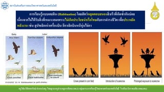 ครูวิชัยลิขิตพรรักษ์ ตาแหน่งครู วิทยฐานะครูชานาญการพิเศษ(คศ.3)กลุ่มสาระการเรียนรู้วิทยาศาสตร์และเทคโนโลยี โรงเรียนวัดราชบพิธ สพม.กท.1
สถาบันส่งเสริมการสอนวิทยาศาสตร์และเทคโนโลยี
การเรียนรู้แบบเคยชิน (Habituation) โดยสัตว์หยุดตอบสนองสิ่งเร้าที่เกิดซ้ากันบ่อย
เนื่องจากไม่ได้รับสิ่งที่เหมาะสมเพราะไม่เกิดประโยชน์หรือโทษกับการดารงชีวิต เพื่อประหยัด
พลังงาน เช่น สุนัขเลิกเห่าเครื่องบิน อีกาเลิกบินหนีหุ่นไล่กา
 