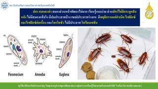 ครูวิชัยลิขิตพรรักษ์ ตาแหน่งครู วิทยฐานะครูชานาญการพิเศษ(คศ.3)กลุ่มสาระการเรียนรู้วิทยาศาสตร์และเทคโนโลยี โรงเรียนวัดราชบพิธ สพม.กท.1
สถาบันส่งเสริมการสอนวิทยาศาสตร์และเทคโนโลยี
ปลา กบและเต่า สมองส่วนหน้าพัฒนาไม่มาก เรียนรู้แบบง่าย ส่วนสัตว์ไม่มีกระดูกสัน
หลัง ไม่มีสมองแท้จริง มีปมประสาทบ้างเซลล์ประสาทร่างแห มีพฤติกรรมแต่กาเนิด รีเฟล็กซ์
และรีเฟล็กซ์ต่อเนื่อง และโพรโทซัว ไม่มีประสาท โอเรียนเทชัน
 