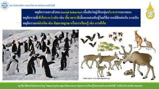 ครูวิชัยลิขิตพรรักษ์ ตาแหน่งครู วิทยฐานะครูชานาญการพิเศษ(คศ.3)กลุ่มสาระการเรียนรู้วิทยาศาสตร์และเทคโนโลยี โรงเรียนวัดราชบพิธ สพม.กท.1
สถาบันส่งเสริมการสอนวิทยาศาสตร์และเทคโนโลยี
พฤติกรรมทางสังคม (social behavior) เมื่อสัตว์อยู่เป็นกลุ่มประชากรและแสดง
พฤติกรรมที่เข้าใจระหว่างกัน เช่น เกี้ยวพาราสีเมื่อจะผสมพันธุ์โดยใช้สารเคมีติดต่อกันอาจเป็น
พฤติกรรมแต่กาเนิด เช่น สัณชาตญาณ หรือการเรียนรู้ เช่น การฝังใจ
 