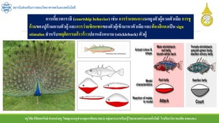 ครูวิชัยลิขิตพรรักษ์ ตาแหน่งครู วิทยฐานะครูชานาญการพิเศษ(คศ.3)กลุ่มสาระการเรียนรู้วิทยาศาสตร์และเทคโนโลยี โรงเรียนวัดราชบพิธ สพม.กท.1
สถาบันส่งเสริมการสอนวิทยาศาสตร์และเทคโนโลยี
การเกี้ยวพาราสี (courtship behavior) เช่น การราแพนหางนกยูงตัวผู้อวดตัวเมีย การชู
ก้ามของปูก้ามดาบตัวผู้ และการว่ายซิกแซกของตัวผู้เข้ามาหาตัวเมีย และท้องสีแดงเป็น sign
stimulus สาหรับพฤติกรรมก้าวร้าวปลาหลังหนาม (stickleback) ตัวผู้
 