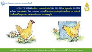 ครูวิชัยลิขิตพรรักษ์ ตาแหน่งครู วิทยฐานะครูชานาญการพิเศษ(คศ.3)กลุ่มสาระการเรียนรู้วิทยาศาสตร์และเทคโนโลยี โรงเรียนวัดราชบพิธ สพม.กท.1
สถาบันส่งเสริมการสอนวิทยาศาสตร์และเทคโนโลยี
การสื่อสารด้วยเสียง (auditory communication) เช่น เตือนภัย (warning calls) เมื่อมีศัตรู
มา ติดต่อ (contact calls) เกิดการรวมกลุ่ม เช่น แม่ไก่จะตอบสนองต่อลูกไก่ การที่นกนางนวลพ่อแม่
ร้องเตือนภัยโดยลูกนกจะหลบซ่อนตัวการเห่าหอนของสุนัข
 