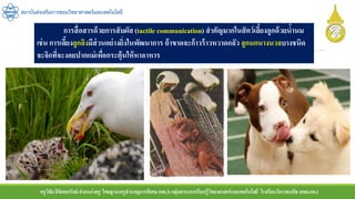 ครูวิชัยลิขิตพรรักษ์ ตาแหน่งครู วิทยฐานะครูชานาญการพิเศษ(คศ.3)กลุ่มสาระการเรียนรู้วิทยาศาสตร์และเทคโนโลยี โรงเรียนวัดราชบพิธ สพม.กท.1
สถาบันส่งเสริมการสอนวิทยาศาสตร์และเทคโนโลยี
การสื่อสารด้วยการสัมผัส (tactile communication) สาคัญมากในสัตว์เลี้ยงลูกด้วยน้านม
เช่น การเลี้ยงลูกลิงมีส่วนอย่างยิ่งในพัฒนาการ ถ้าขาดจะก้าวร้าวหวาดกลัว ลูกนกนางนวลบางชนิด
จะจิกที่จะงอยปากแม่เพื่อกระตุ้นให้หาอาหาร
 