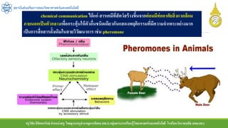 ครูวิชัยลิขิตพรรักษ์ ตาแหน่งครู วิทยฐานะครูชานาญการพิเศษ(คศ.3)กลุ่มสาระการเรียนรู้วิทยาศาสตร์และเทคโนโลยี โรงเรียนวัดราชบพิธ สพม.กท.1
สถาบันส่งเสริมการสอนวิทยาศาสตร์และเทคโนโลยี
chemical communication ได้แก่ สารเคมีที่สัตว์สร้างขึ้นจากต่อมมีท่ออาศัยสิ่งแวดล้อม
ภายนอกเป็นตัวกลางเพื่อกระตุ้นให้ตัวอื่นชนิดเดียวกันแสดงพฤติกรรมที่มีความจาเพาะอย่างมาก
เป็นการสื่อสารดั้งเดิมในสายวิวัฒนาการ เช่น pheromone
 