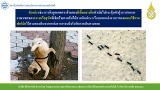 ครูวิชัยลิขิตพรรักษ์ ตาแหน่งครู วิทยฐานะครูชานาญการพิเศษ(คศ.3)กลุ่มสาระการเรียนรู้วิทยาศาสตร์และเทคโนโลยี โรงเรียนวัดราชบพิธ สพม.กท.1
สถาบันส่งเสริมการสอนวิทยาศาสตร์และเทคโนโลยี
ตัวอย่างเช่น การดึงดูดเพศตรงข้ามของผีเสื้อกลางคืนตัวเมียไปกระตุ้นตัวผู้ การกาหนด
อาณาเขตของกวางหรือสุนัขที่เช็ดป้ายตามต้นไม้ทางเดินผ่าน หรือบอกแหล่งอาหารของมดจะใช้กรด
ฟอร์มิกไว้ตามทางเดินจากแหล่งอาหารจนถึงรังเกิดการเดินตามรอย
 