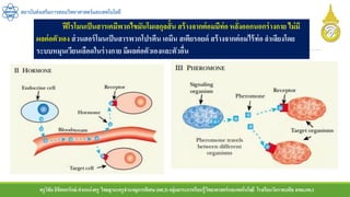 ครูวิชัยลิขิตพรรักษ์ ตาแหน่งครู วิทยฐานะครูชานาญการพิเศษ(คศ.3)กลุ่มสาระการเรียนรู้วิทยาศาสตร์และเทคโนโลยี โรงเรียนวัดราชบพิธ สพม.กท.1
สถาบันส่งเสริมการสอนวิทยาศาสตร์และเทคโนโลยี
ฟีโรโมนเป็นสารเคมีพวกไขมันโมเลกุลสั้น สร้างจากต่อมมีท่อ หลั่งออกนอกร่างกาย ไม่มี
ผลต่อตัวเอง ส่วนฮอร์โมนเป็นสารพวกโปรตีน เอมีน สเตียรอยด์ สร้างจากต่อมไร้ท่อ ลาเลียงโดย
ระบบหมุนเวียนเลือดในร่างกาย มีผลต่อตัวเองและตัวอื่น
 