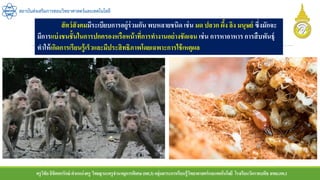 ครูวิชัยลิขิตพรรักษ์ ตาแหน่งครู วิทยฐานะครูชานาญการพิเศษ(คศ.3)กลุ่มสาระการเรียนรู้วิทยาศาสตร์และเทคโนโลยี โรงเรียนวัดราชบพิธ สพม.กท.1
สถาบันส่งเสริมการสอนวิทยาศาสตร์และเทคโนโลยี
สัตว์สังคมมีระเบียบการอยู่ร่วมกัน พบหลายชนิด เช่น มด ปลวก ผึ้ง ลิง มนุษย์ ซึ่งมักจะ
มีการแบ่งชนชั้นในการปกครองหรือหน้าที่การทางานอย่างชัดเจน เช่น การหาอาหาร การสืบพันธุ์
ทาให้เกิดการเรียนรู้เร็วและมีประสิทธิภาพโดยเฉพาะการใช้เหตุผล
 