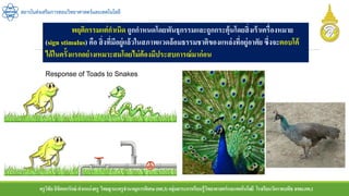 ครูวิชัยลิขิตพรรักษ์ ตาแหน่งครู วิทยฐานะครูชานาญการพิเศษ(คศ.3)กลุ่มสาระการเรียนรู้วิทยาศาสตร์และเทคโนโลยี โรงเรียนวัดราชบพิธ สพม.กท.1
สถาบันส่งเสริมการสอนวิทยาศาสตร์และเทคโนโลยี
พฤติกรรมแต่กาเนิด ถูกกาหนดโดยพันธุกรรมและถูกกระตุ้นโดยสิ่งเร้าเครื่องหมาย
(sign stimulus) คือ สิ่งที่มีอยู่แล้วในสภาพแวดล้อมธรรมชาติของแหล่งที่อยู่อาศัย ซึ่งจะตอบโต้
ได้ในครั้งแรกอย่างเหมาะสมโดยไม่ต้องมีประสบการณ์มาก่อน
 