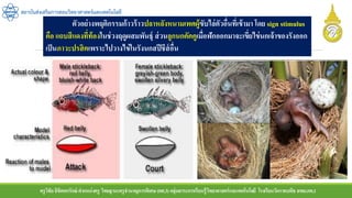 ครูวิชัยลิขิตพรรักษ์ ตาแหน่งครู วิทยฐานะครูชานาญการพิเศษ(คศ.3)กลุ่มสาระการเรียนรู้วิทยาศาสตร์และเทคโนโลยี โรงเรียนวัดราชบพิธ สพม.กท.1
สถาบันส่งเสริมการสอนวิทยาศาสตร์และเทคโนโลยี
ตัวอย่างพฤติกรรมก้าวร้าวปลาหลังหนามเพศผู้ขับไล่ตัวอื่นที่เข้ามา โดย sign stimulus
คือ แถบสีแดงที่ท้องในช่วงฤดูผสมพันธุ์ ส่วนลูกนกคัคคูเมื่อฟักออกมาจะเขี่ยไข่นกเจ้าของรังออก
เป็นภาวะปรสิตเพราะไปวางไข่ในรังนกสปีชีส์อื่น
 