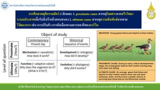 ครูวิชัยลิขิตพรรักษ์ ตาแหน่งครู วิทยฐานะครูชานาญการพิเศษ(คศ.3)กลุ่มสาระการเรียนรู้วิทยาศาสตร์และเทคโนโลยี โรงเรียนวัดราชบพิธ สพม.กท.1
สถาบันส่งเสริมการสอนวิทยาศาสตร์และเทคโนโลยี
การศึกษาพฤติกรรมสัตว์ 2 ลักษณะ 1. proximate cause สาเหตุโดยตรงจากสรีรวิทยา
ระบบประสาทเมื่อรับสิ่งเร้าแล้วตอบสนอง 2. ultimate cause สาเหตุความสัมพันธ์จากสาย
วิวัฒนาการ เช่น การปรับตัว การคัดเลือกตามธรรมชาติของดาร์วิน
 