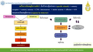 ครูวิชัยลิขิตพรรักษ์ ตาแหน่งครู วิทยฐานะครูชานาญการพิเศษ(คศ.3)กลุ่มสาระการเรียนรู้วิทยาศาสตร์และเทคโนโลยี โรงเรียนวัดราชบพิธ สพม.กท.1
สถาบันส่งเสริมการสอนวิทยาศาสตร์และเทคโนโลยี
กลไกการเกิดพฤติกรรมสัตว์ : สิ่งเร้ากระตุ้นจาเพาะ (specific stimuli) -> sensory
receptor -> sensory neuron -> CNS : interneuron -> motor neuron -> effector -> การ
ตอบสนองโดยพฤติกรรม (response by behavior)
 