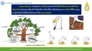 ครูวิชัยลิขิตพรรักษ์ ตาแหน่งครู วิทยฐานะครูชานาญการพิเศษ(คศ.3)กลุ่มสาระการเรียนรู้วิทยาศาสตร์และเทคโนโลยี โรงเรียนวัดราชบพิธ สพม.กท.1
สถาบันส่งเสริมการสอนวิทยาศาสตร์และเทคโนโลยี
Innate behavior สาเหตุจากกรรมพันธุ์ แสดงออกโดยไม่ต้องมีประสบการณ์หรือพบ
เห็นมาก่อน มีแบบแผนเดียวกัน ไม่ค่อยมีการปรับเปลี่ยนเป็นลักษณะเฉพาะแต่ละสปีชีส์ และถูก
กระตุ้นโดยสิ่งเร้าที่เป็นเครื่องหมาย เรียก sign stimulus
 